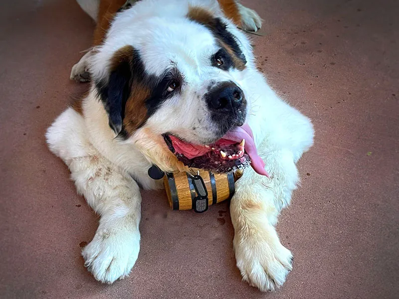 Arcadia Pet Care Pup11