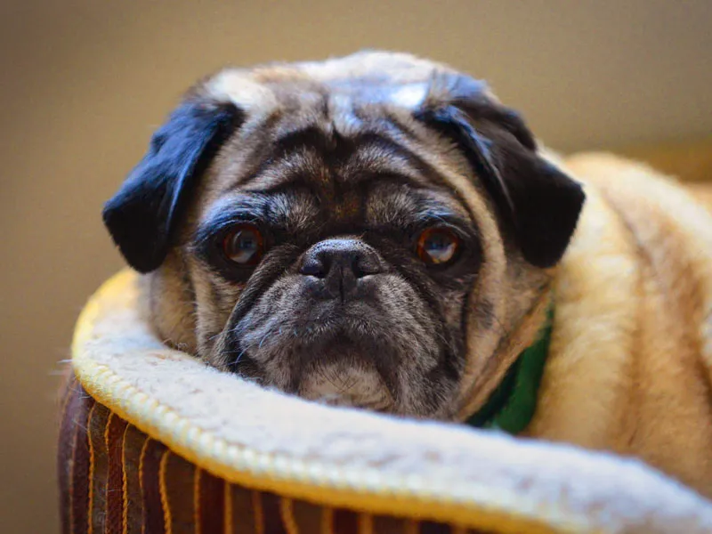 Arcadia Pet Care Pup03