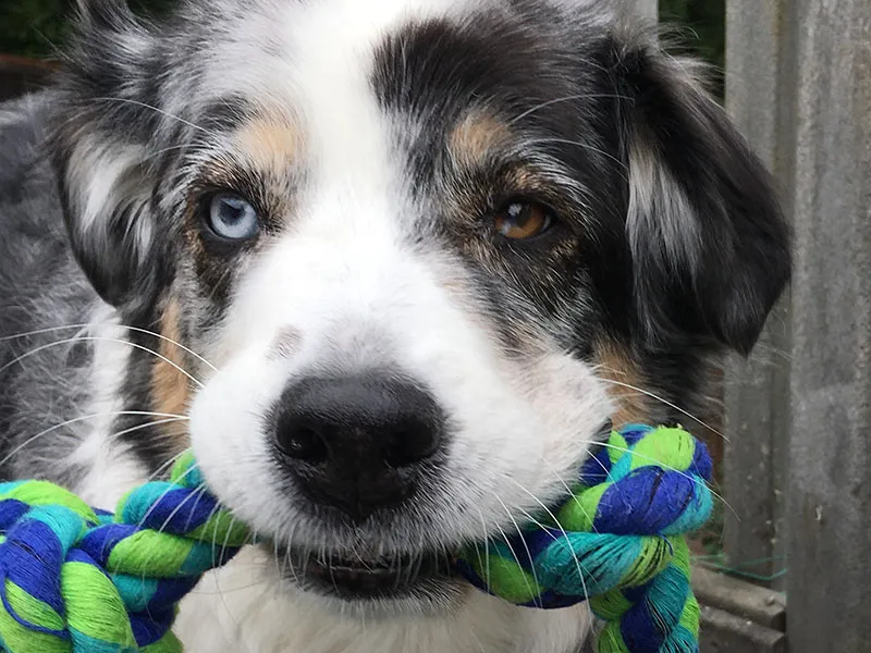 Bosley Boy