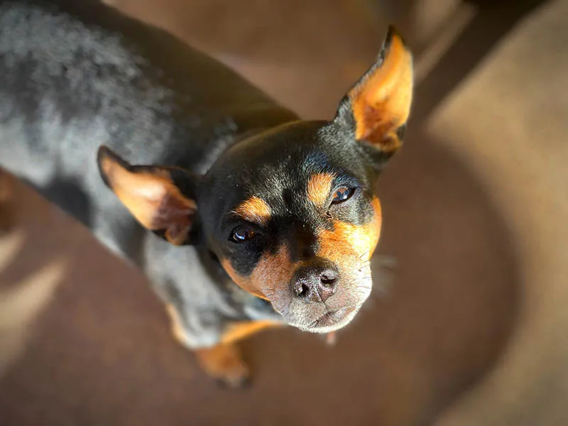 Arcadia Pet Care