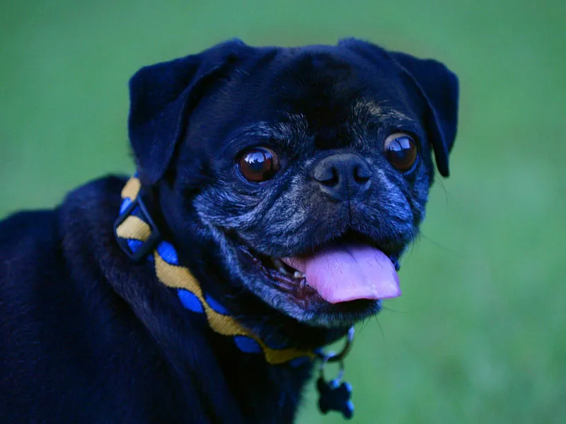 Arcadia Pet Care Pup16