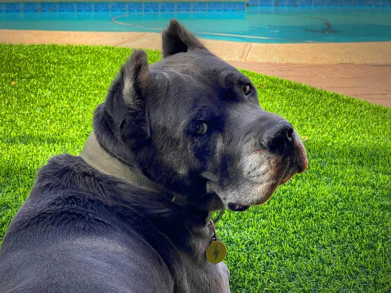 Arcadia Pet Care