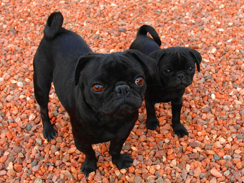 Arcadia Pet Care Pup05